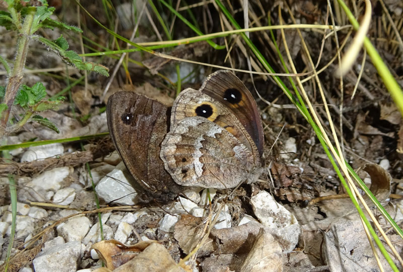 accoppiamento di Satyrus ferula - Nymphalidae Satyrinae